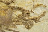 Rare Fossil Bird (Gallinuloides) - Green River Formation #311827-6